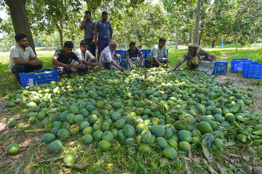 Mango orchard